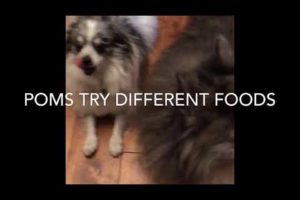 Poms eat fruits and veggies-cute puppies