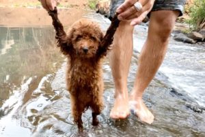 Poodle Puppy | Benly Train Swiming And Playing Waterfall