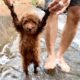 Poodle Puppy | Benly Train Swiming And Playing Waterfall