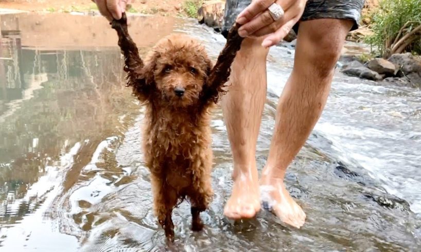 Poodle Puppy | Benly Train Swiming And Playing Waterfall