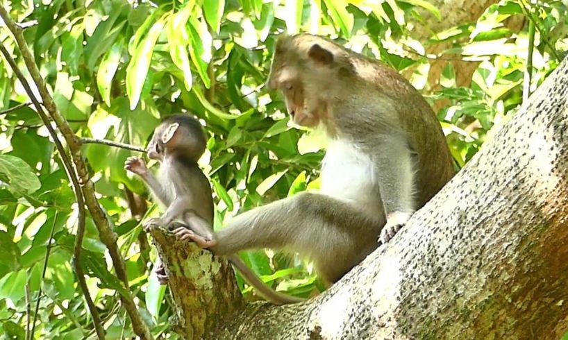 Poor Baby Alba Free Playing On High Try | Dr Sweet Pea