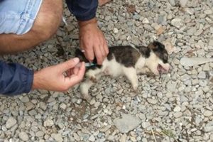 Poor Sick Puppy was Thrown Over the Fence can't sit up cry all the time | Heartbreaking Story