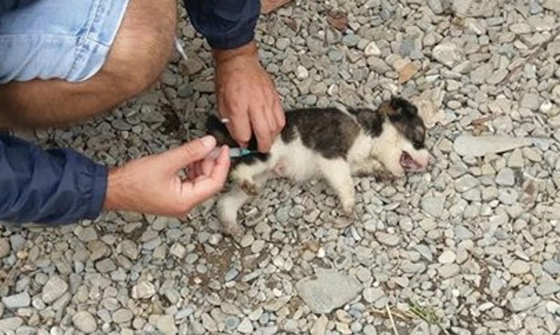 Poor Sick Puppy was Thrown Over the Fence can't sit up cry all the time | Heartbreaking Story