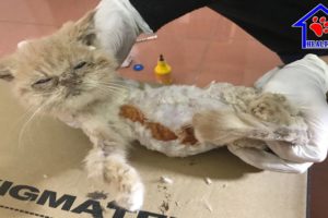 Poor kitten has serious Ringworm in body - God has rescued her