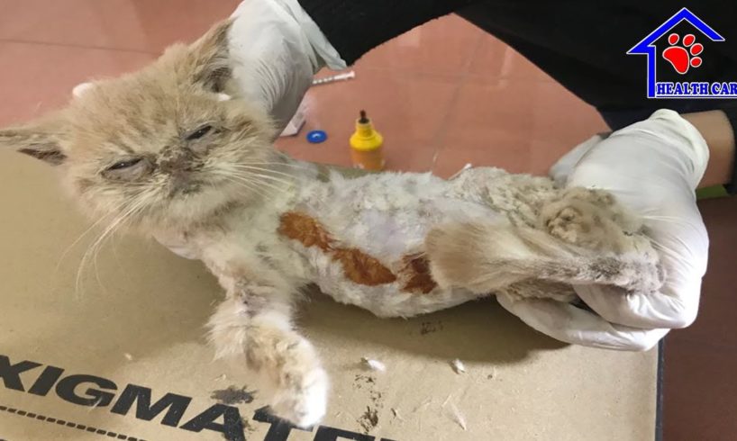 Poor kitten has serious Ringworm in body - God has rescued her