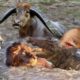 Powerful Wild Animals Fight Buffalo vs Lion, Crocodile vs Leopard - Hyena, Tiger, Wild Dog