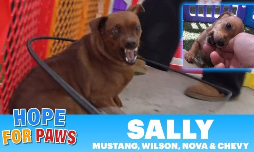 Pregnant homeless dog finally rescued - her puppies are the CUTEST!