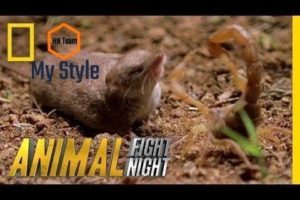 Psycho Shrew vs. Scorpion | Animal Fight Night