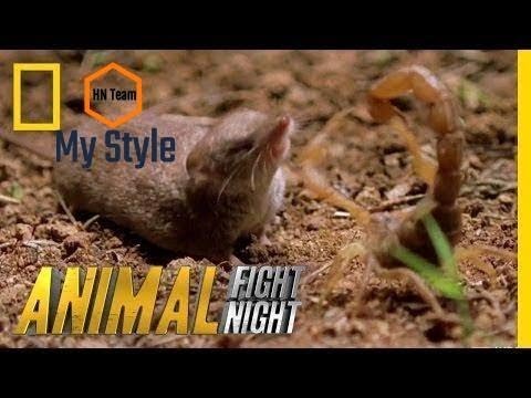 Psycho Shrew vs. Scorpion | Animal Fight Night