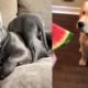 Puppers That Make You Go Awww | Cute Puppies Doing Funny Things | Try Not to Laugh