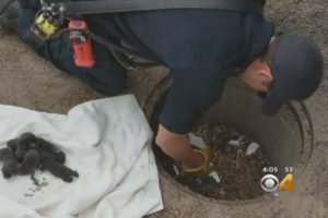 Puppies 'Rescued' From Storm Drain Turn Out To Be Foxes