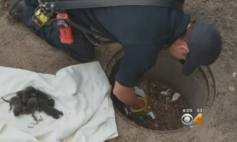 Puppies 'Rescued' From Storm Drain Turn Out To Be Foxes
