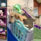 Puppies Video Compilation ?❤️| Viral Tik Tok Smart Puppies | Best Cute Puppies Compilation ?❤️
