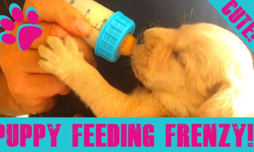 Puppy Feeding Day | Kids Feed The Cutest Puppies! A Feeding Frenzy!