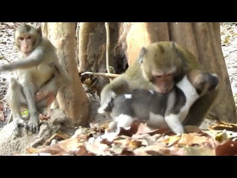 Puppy Lost Mother | Monkey Nurse Poppy Warming & Playing | Monkey Sounds