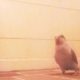 Quaker Parrot Playing,Having Fun,surprise toys ( fingerling ) // ? Cute Animals?Addy-Arachne Vmac