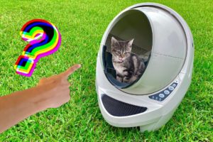 RESCUED CAT gets NEW SPACE POD?? or LITTER BOX??