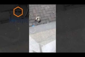 Real Brutal Animal Fight UK **Fat Rat VS Vicious Stoat.