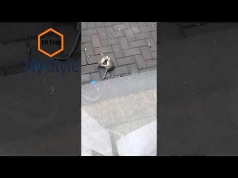 Real Brutal Animal Fight UK **Fat Rat VS Vicious Stoat.