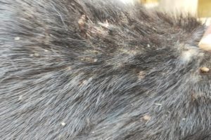 Remove Big Ticks From Poor Dog -  Rescue Black Dog From Ticks