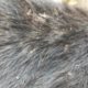 Remove Big Ticks From Poor Dog -  Rescue Black Dog From Ticks