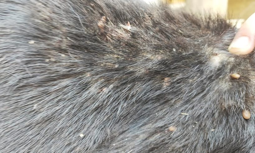 Remove Big Ticks From Poor Dog -  Rescue Black Dog From Ticks