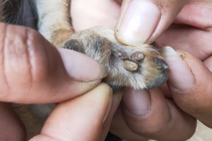 Remove Big Ticks From Poor Dog's Foots - Rescue Puppy