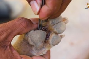 Removing Ticks From Paw | There Many Ticks In Paw