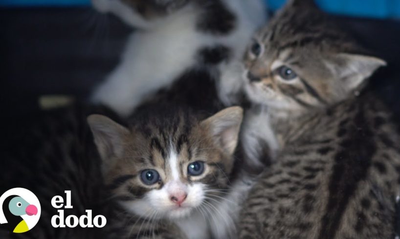 Rescate de gatitos atrapados en un hospital abandonado | El Dodo