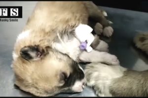 Rescue 2 Newborn Puppies One Week Old and Their Mother Dog - Watch Happy Ending
