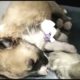 Rescue 2 Newborn Puppies One Week Old and Their Mother Dog - Watch Happy Ending