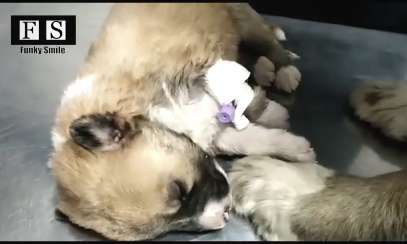 Rescue 2 Newborn Puppies One Week Old and Their Mother Dog - Watch Happy Ending