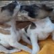 Rescue 2 puppy loss mother at pagoda and give food-Animals Rescue SN