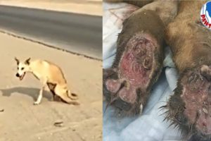 Rescue A Desert Disabled Dog Are Shot In The Spine to His Forever Home