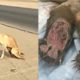 Rescue A Desert Disabled Dog Are Shot In The Spine to His Forever Home