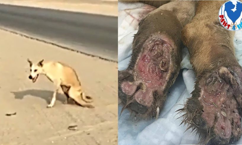 Rescue A Desert Disabled Dog Are Shot In The Spine to His Forever Home