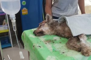 Rescue Abandoned Dog Was Broken Mouth In A Deserted House Make You Choke