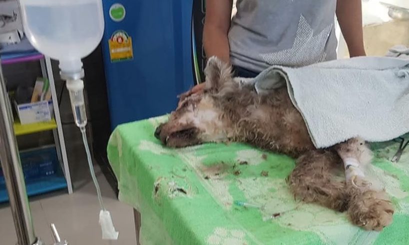 Rescue Abandoned Dog Was Broken Mouth In A Deserted House Make You Choke