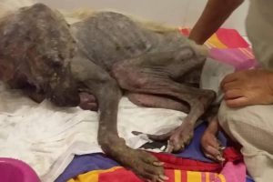 Rescue Abandoned Dog Was Twitched Every Time Make We Will Not Hold Back Tears