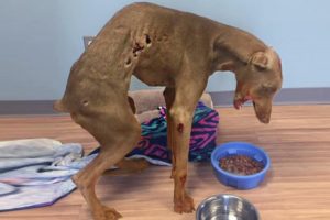 Rescue Abandoned Dog was Abused with Severed Spine and Blood Dripping | Heartbreaking