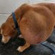 Rescue Abandoned Poor Dog Who Recovery From 15 Pound Huge Tumor Removal | Heartbreaking