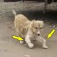 Rescue Abandoned Puppy Was Handicapped On The Dusty Road & Great Growth
