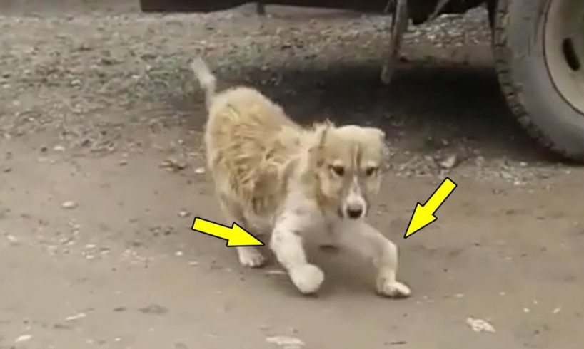 Rescue Abandoned Puppy Was Handicapped On The Dusty Road & Great Growth