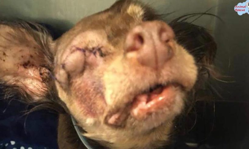 Rescue Blind Little Dog From Death Row