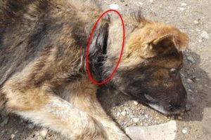 Rescue Homeless Dog Broken his neck with a Wire Terror, pain and agony | Heartbreaking