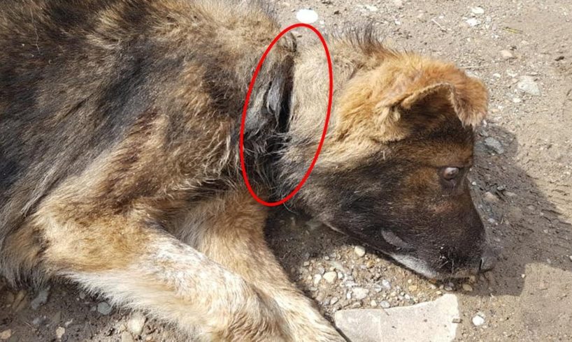 Rescue Homeless Dog Broken his neck with a Wire Terror, pain and agony | Heartbreaking