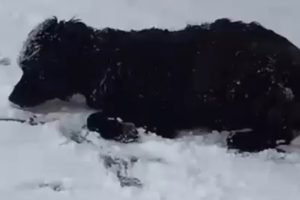 Rescue Homeless Dog Is Unconscious In Snow Mountains