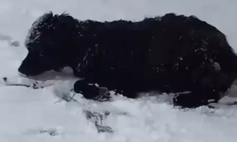 Rescue Homeless Dog Is Unconscious In Snow Mountains