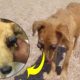 Rescue Homeless Dog Was Punctured Two Eyes & Amazing Training