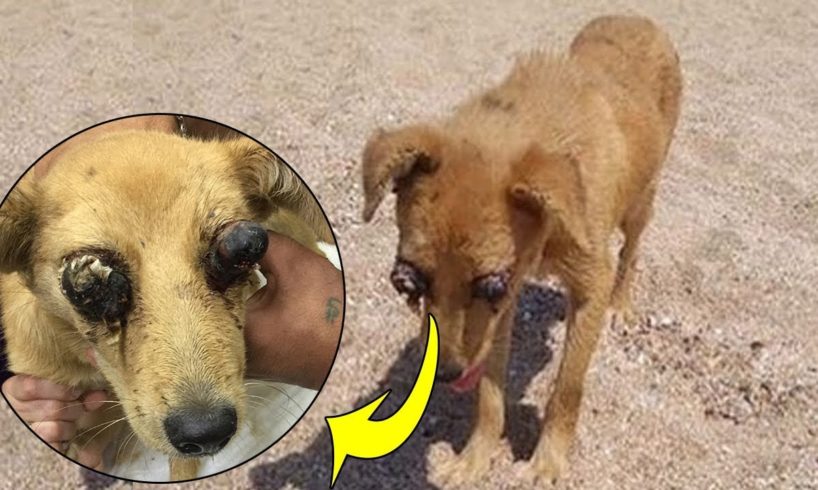 Rescue Homeless Dog Was Punctured Two Eyes & Amazing Training